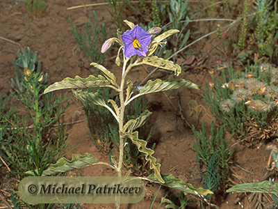 Silverleaf Nightshade (Solanum elaeagnifolium)